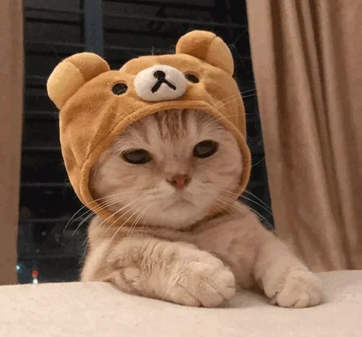 🐾 Стикер «cats» для Telegram