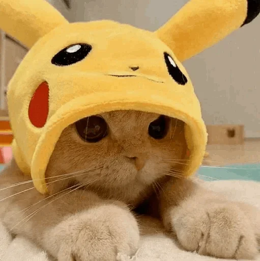 🐾 Стикер «cats» для Telegram