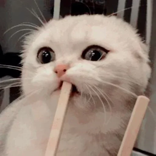 🐾 Стикер «cats» для Telegram