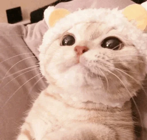 🐾 Стикер «cats» для Telegram