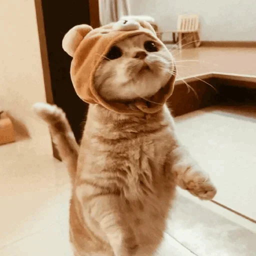 🐾 Стикер «cats» для Telegram
