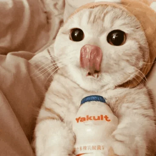🐾 Стикер «cats» для Telegram