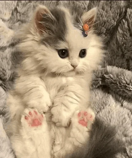🐾 Стикер «cats» для Telegram