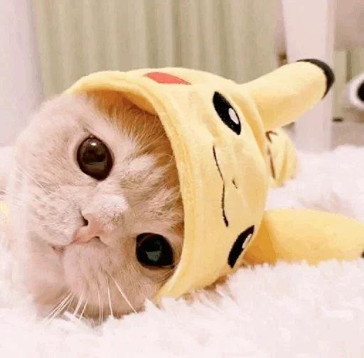 🐾 Стикер «cats» для Telegram