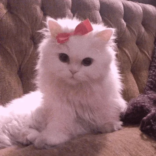 🐾 Стикер «cats» для Telegram