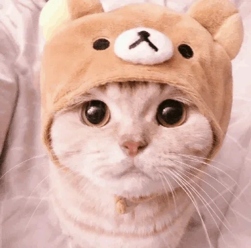 🐾 Стикер «cats» для Telegram