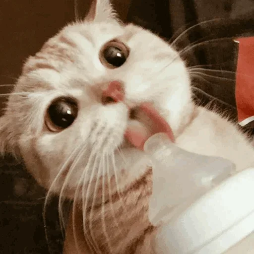 🐾 Стикер «cats» для Telegram