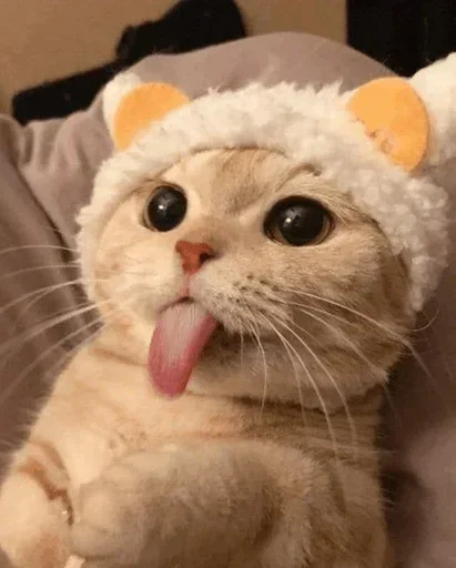 🐾 Стикер «cats» для Telegram