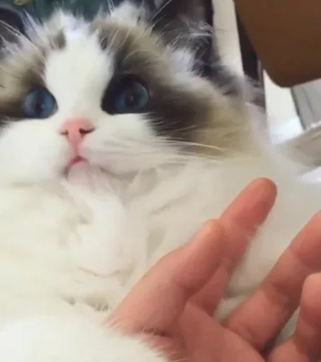 🤪 Стикер «Cats Time» для Telegram