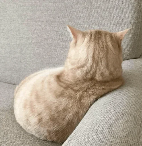 Стикерпак Cats Time для Telegram
