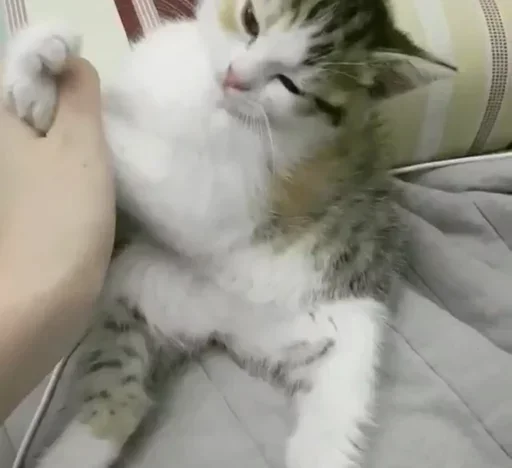 😙 Стикер «Cats Time» для Telegram