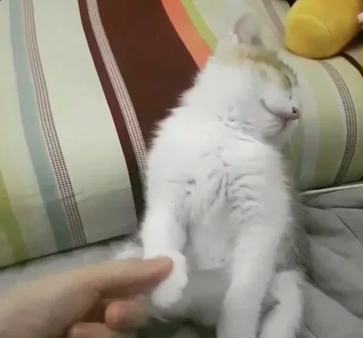 🤪 Стикер «Cats Time» для Telegram