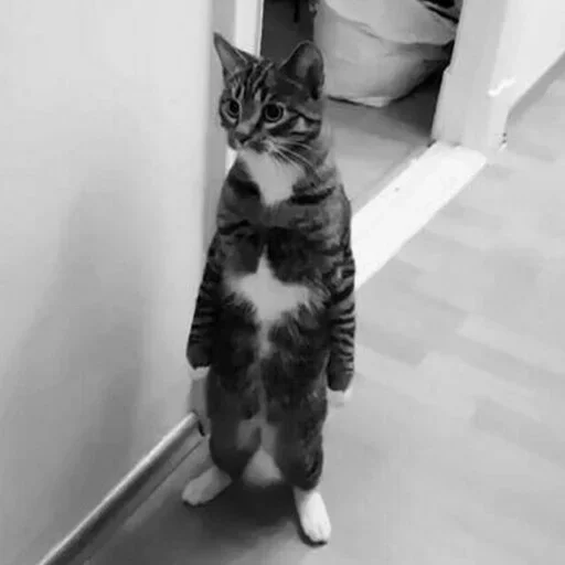 😜 Стикер «Cats Time» для Telegram