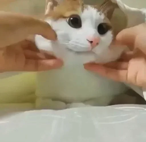 😙 Стикер «Cats Time» для Telegram