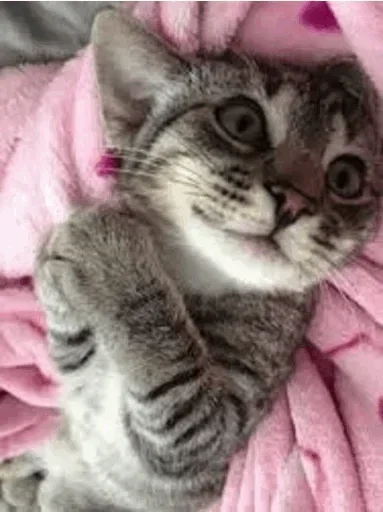 😍 Стикер «Cats Time» для Telegram