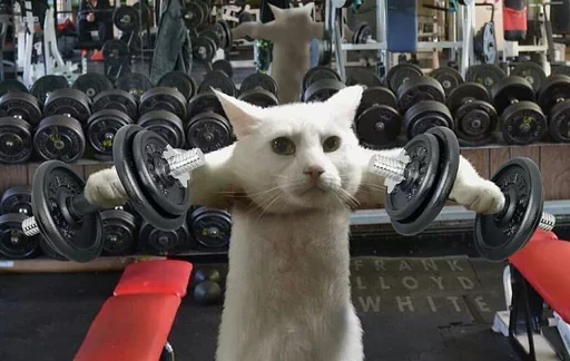 😗 Стикер «Cats Time» для Telegram