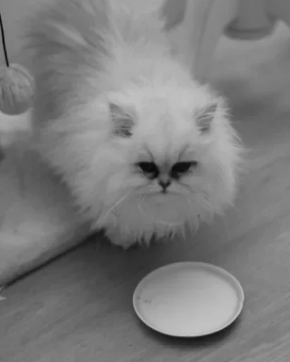 😗 Стикер «Cats Time» для Telegram