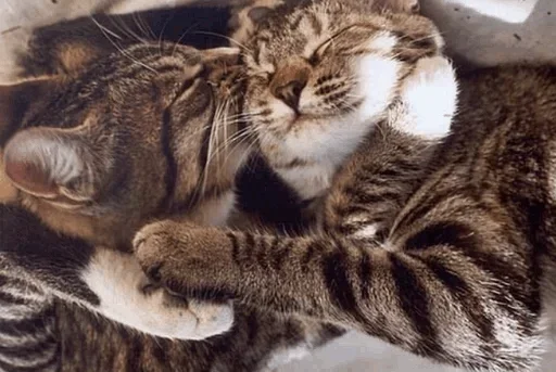 🙃 Стикер «Cats Time» для Telegram