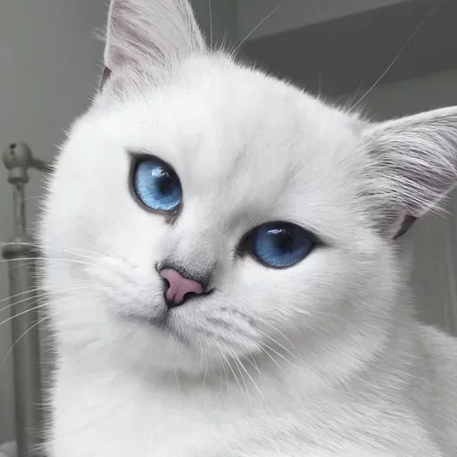 🤩 Стикер «Cats Time» для Telegram