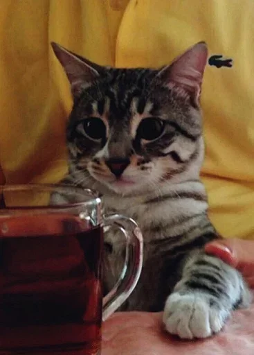 😜 Стикер «Cats Time» для Telegram