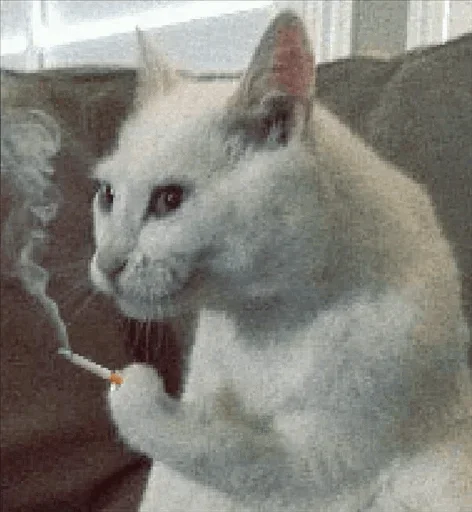 🤩 Стикер «Cats Time» для Telegram