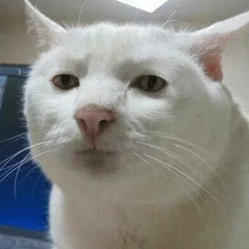 🤨 Стикер «Cats Time» для Telegram