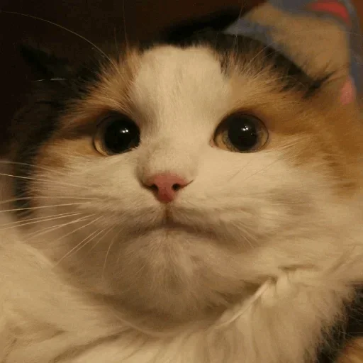 😜 Стикер «Cats Time» для Telegram