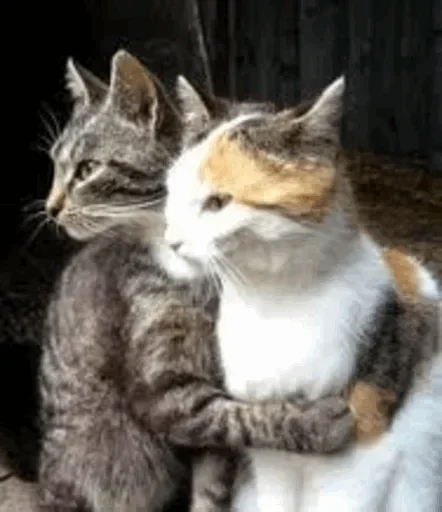 🤪 Стикер «Cats Time» для Telegram