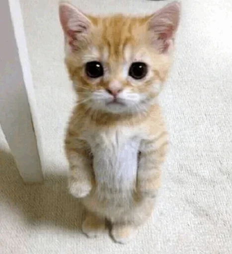 🤪 Стикер «Cats Time» для Telegram