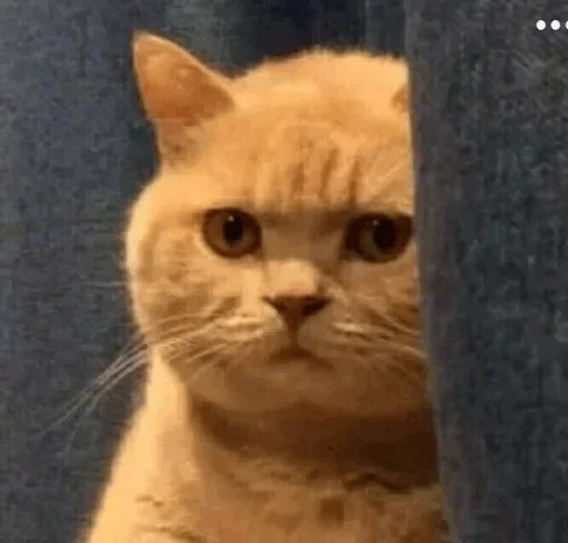 😚 Стикер «Cats Time» для Telegram