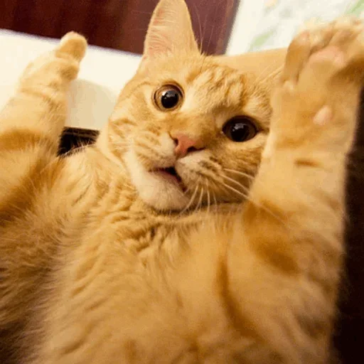 🤩 Стикер «Cats Time» для Telegram