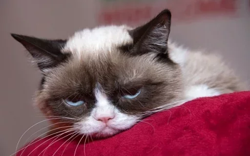 😗 Стикер «Cats Time» для Telegram