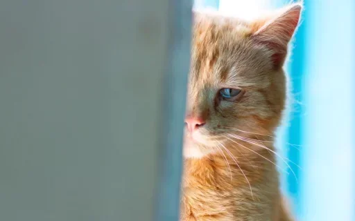 🤩 Стикер «Cats Time» для Telegram