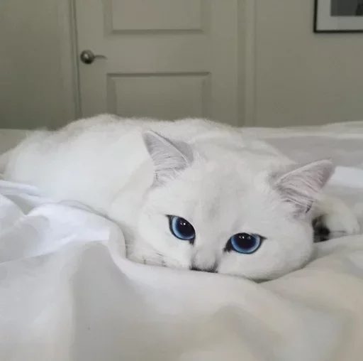 😚 Стикер «Cats Time» для Telegram