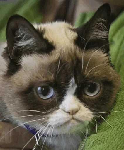 🤪 Стикер «Cats Time» для Telegram