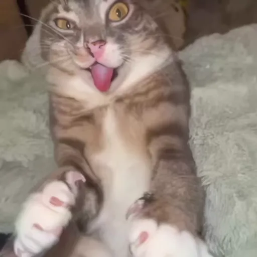 Стикер 7 🐈 Видео набор стикеров с котиками
