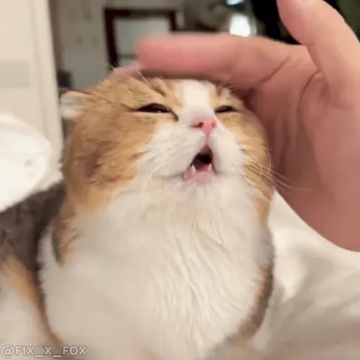 Стикер 32 🐈 Видео набор стикеров с котиками