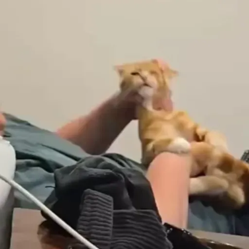 Стикер 40 🐈 Видео набор стикеров с котиками
