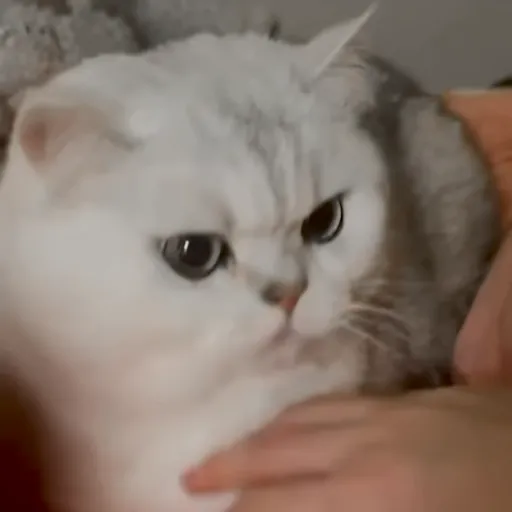 Стикер 56 🐈 Видео набор стикеров с котиками