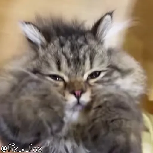 Стикер 57 🐈 Видео набор стикеров с котиками