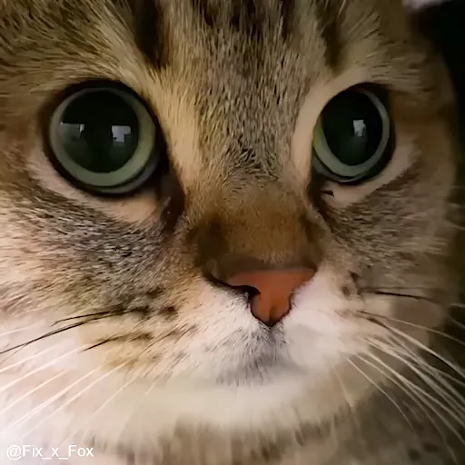 Стикер 33 🐈 Видео набор стикеров с котиками