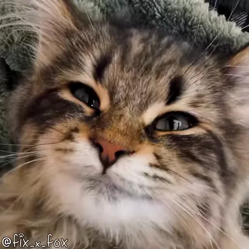 Стикер 46 🐈 Видео набор стикеров с котиками