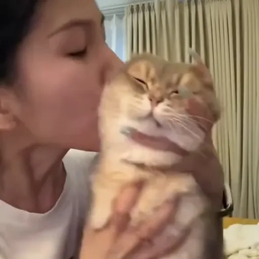 Стикер 17 🐈 Видео набор стикеров с котиками