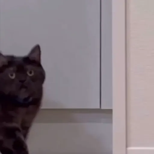 Стикер 26 🐈 Видео набор стикеров с котиками