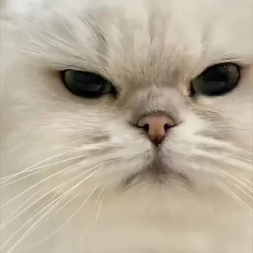 Стикер 16 🐈 Видео набор стикеров с котиками