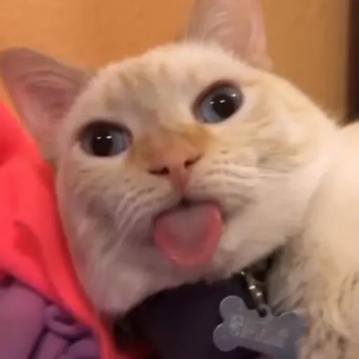 Стикер 10 🐈 Видео набор стикеров с котиками