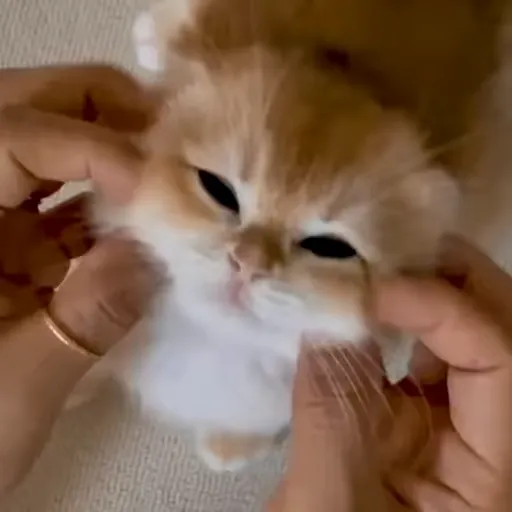 Стикер 2 🐈 Видео набор стикеров с котиками