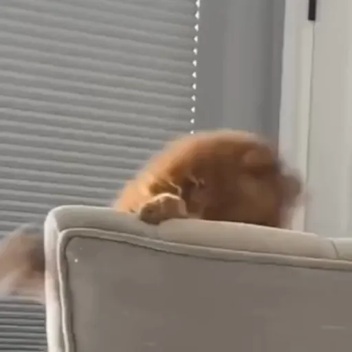 Стикер 60 🐈 Видео набор стикеров с котиками