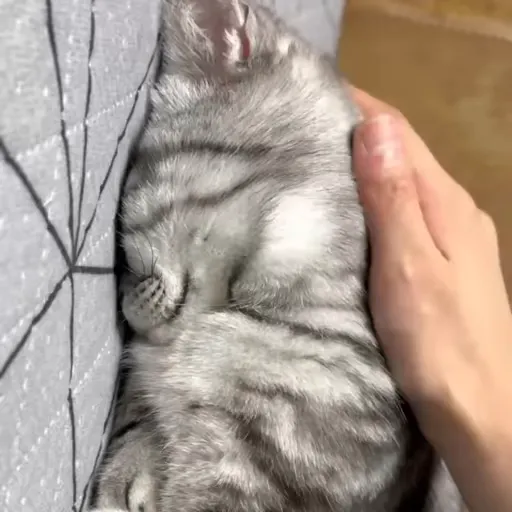 Стикер 31 🐈 Видео набор стикеров с котиками