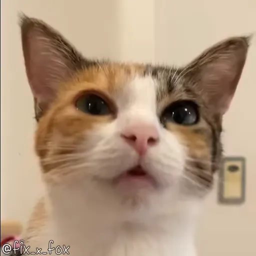 Стикер 47 🐈 Видео набор стикеров с котиками